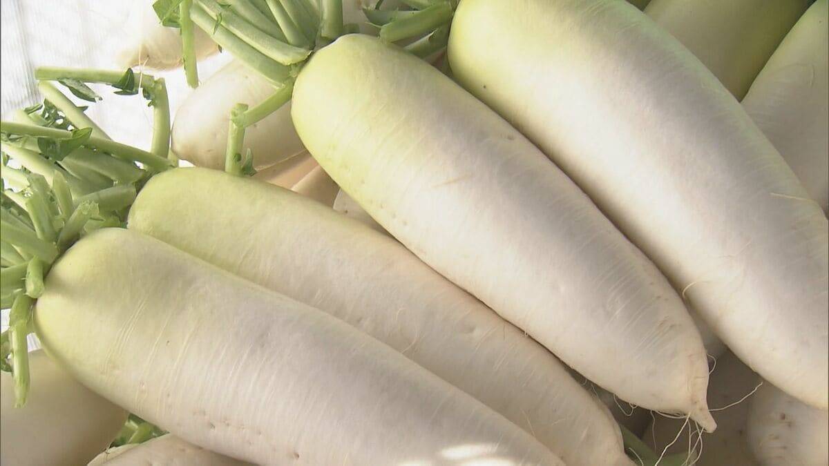 出汁が染み込みやすく煮崩れしにくい その名も“おでん大根” 収穫最盛期 ｢雨が良い感じに降り 最高に美味しい出来」 三重･伊勢市