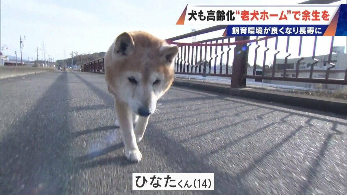 ｢つらい時には『つらい』と言っていい｣ 犬の平均寿命は14.82歳 人もペットも“超高齢化”… 動物病院ではできない介護を担う｢老犬ホーム｣