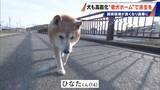 「｢つらい時には『つらい』と言っていい｣ 犬の平均寿命は14.82歳 人もペットも“超高齢化”… 動物病院ではできない介護を担う｢老犬ホーム｣」の画像10