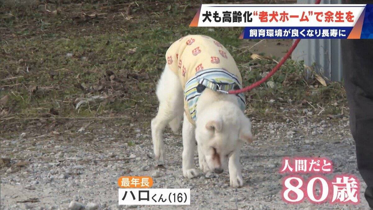｢つらい時には『つらい』と言っていい｣ 犬の平均寿命は14.82歳 人もペットも“超高齢化”… 動物病院ではできない介護を担う｢老犬ホーム｣