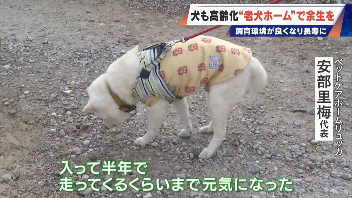 ｢つらい時には『つらい』と言っていい｣ 犬の平均寿命は14.82歳 人もペットも“超高齢化”… 動物病院ではできない介護を担う｢老犬ホーム｣