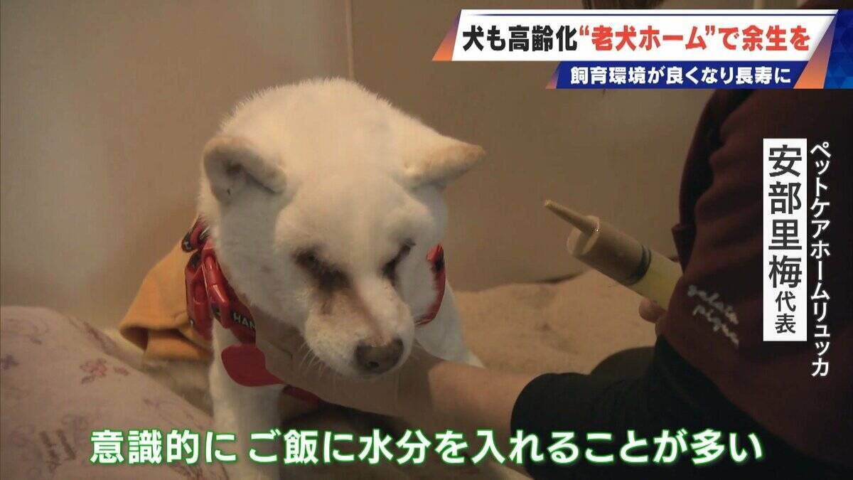 ｢つらい時には『つらい』と言っていい｣ 犬の平均寿命は14.82歳 人もペットも“超高齢化”… 動物病院ではできない介護を担う｢老犬ホーム｣