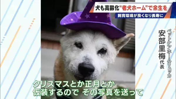 「｢つらい時には『つらい』と言っていい｣ 犬の平均寿命は14.82歳 人もペットも“超高齢化”… 動物病院ではできない介護を担う｢老犬ホーム｣」の画像