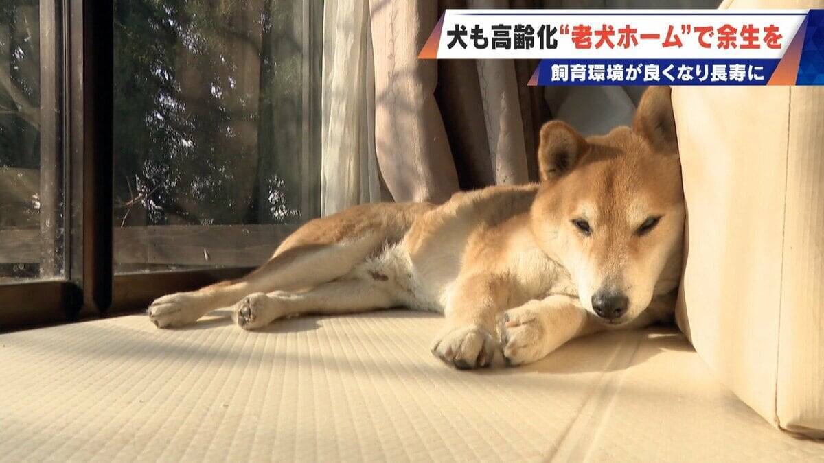 ｢つらい時には『つらい』と言っていい｣ 犬の平均寿命は14.82歳 人もペットも“超高齢化”… 動物病院ではできない介護を担う｢老犬ホーム｣