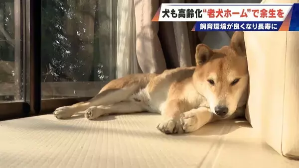 「｢つらい時には『つらい』と言っていい｣ 犬の平均寿命は14.82歳 人もペットも“超高齢化”… 動物病院ではできない介護を担う｢老犬ホーム｣」の画像