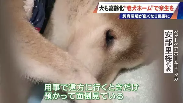 「｢つらい時には『つらい』と言っていい｣ 犬の平均寿命は14.82歳 人もペットも“超高齢化”… 動物病院ではできない介護を担う｢老犬ホーム｣」の画像