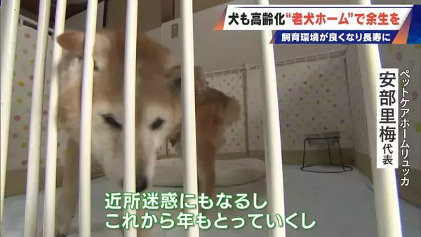 「｢つらい時には『つらい』と言っていい｣ 犬の平均寿命は14.82歳 人もペットも“超高齢化”… 動物病院ではできない介護を担う｢老犬ホーム｣」の画像
