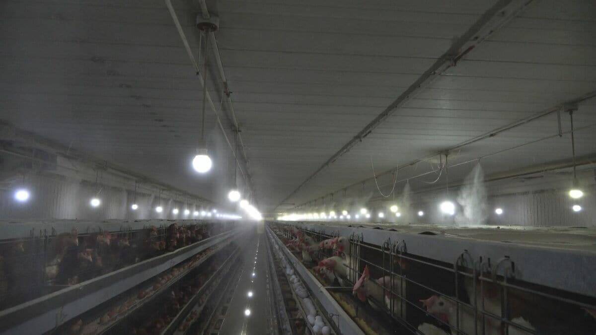 AIが野鳥感知しレーザー照射･約1000万円かけ消毒液を自動噴射…“鳥インフルエンザ”で殺処分相次ぐ中｢やれるだけのことを…｣ 養鶏場での感染対策の取り組み 愛知・一宮市