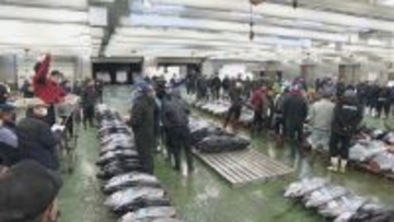 241キロ 青森県大間産のクロマグロが650万7000円で“最高値”に 中央卸売市場で初競り 最高値のマグロはバローで販売