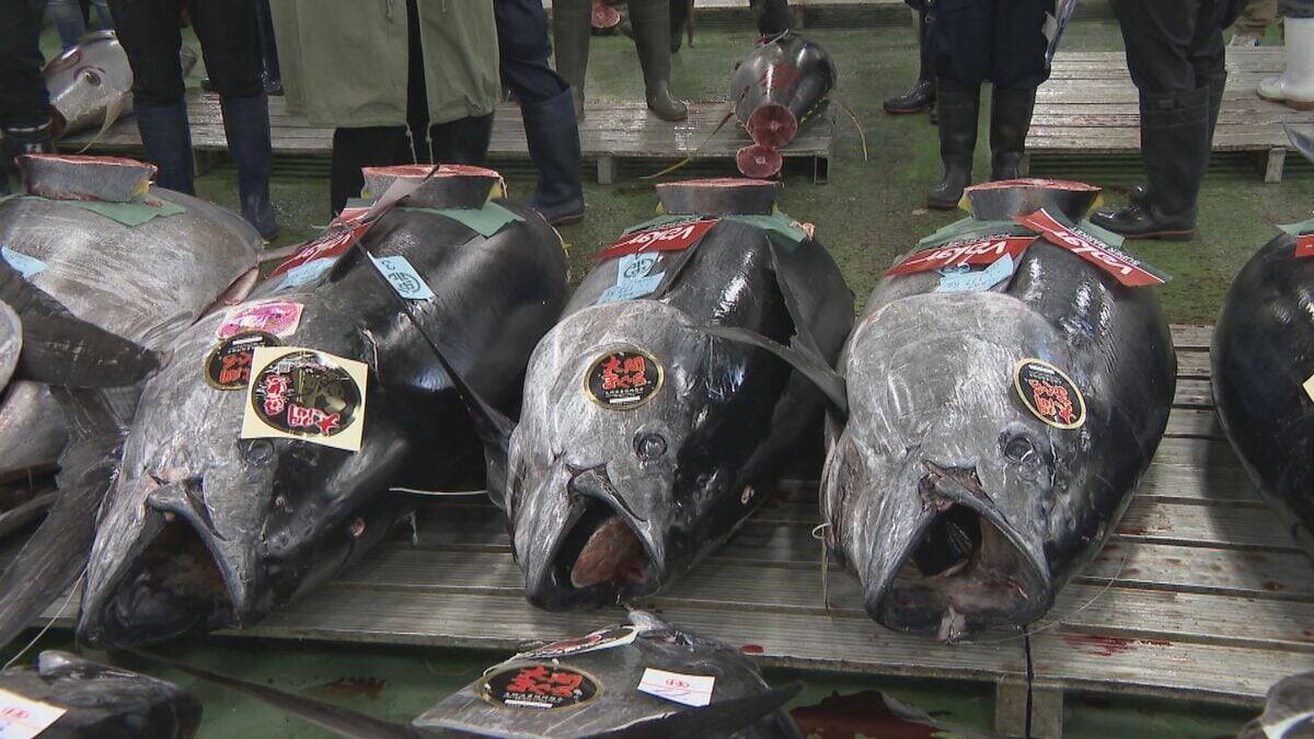 241キロ 青森県大間産のクロマグロが650万7000円で“最高値”に 中央卸売市場で初競り 最高値のマグロはバローで販売