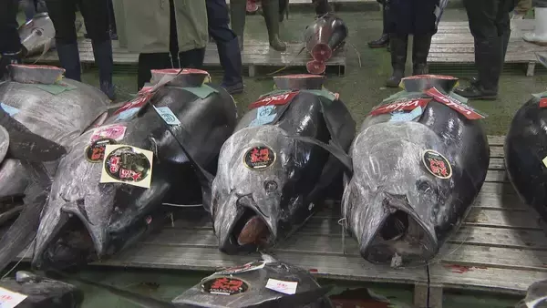 「241キロ 青森県大間産のクロマグロが650万7000円で“最高値”に 中央卸売市場で初競り 最高値のマグロはバローで販売」の画像