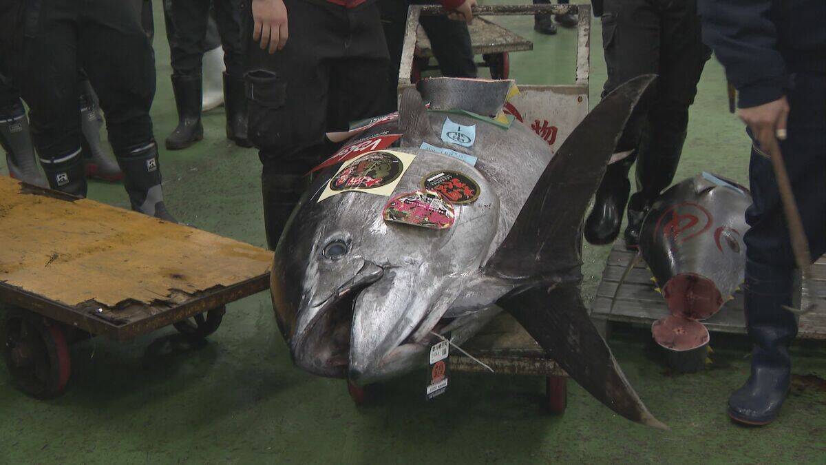 241キロ 青森県大間産のクロマグロが650万7000円で“最高値”に 中央卸売市場で初競り 最高値のマグロはバローで販売