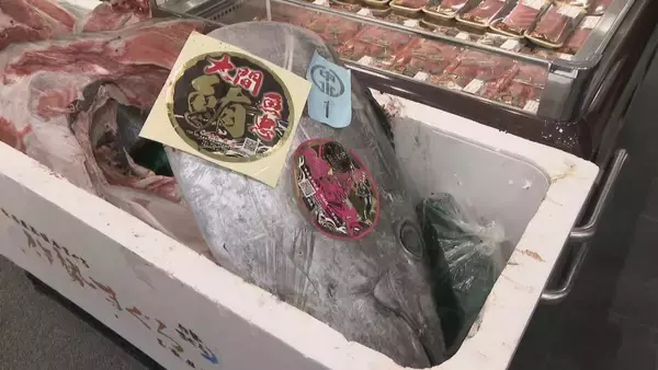 「241キロ 青森県大間産のクロマグロが650万7000円で“最高値”に 中央卸売市場で初競り 最高値のマグロはバローで販売」の画像