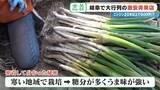 「｢詰め放題｣を超えて“積み放題” !?  ニンジン20本以上で500円 激安店｢いもゴリラ朝市｣ 代表は約130キロ激走して出荷作業の手伝いも」の画像7