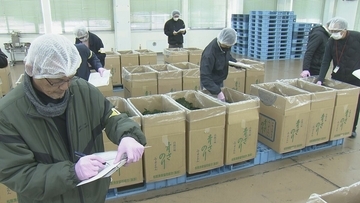 “生産量全国一”三重県産アオサノリ最高価格は1万2000円 猛暑で初市は2週間遅れ…でも黒潮大蛇行終息で｢非常に香り高い｣