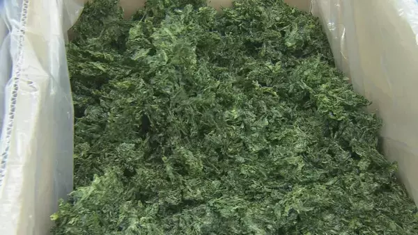 「“生産量全国一”三重県産アオサノリ最高価格は1万2000円 猛暑で初市は2週間遅れ…でも黒潮大蛇行終息で｢非常に香り高い｣」の画像