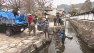 「ただいま！」 岐阜・飛騨市に春の訪れ告げる「コイの引っ越し」 近くの池で冬越していた約1200匹のコイたち 再び観光名所「瀬戸川」で優雅に泳ぐ