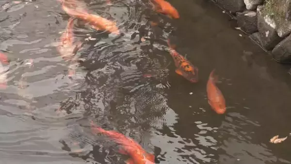 「「ただいま！」 岐阜・飛騨市に春の訪れ告げる「コイの引っ越し」 近くの池で冬越していた約1200匹のコイたち 再び観光名所「瀬戸川」で優雅に泳ぐ」の画像