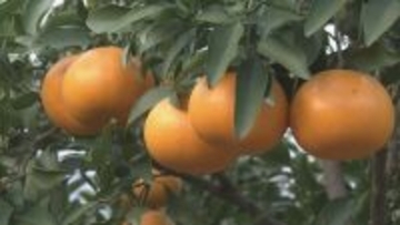 “柑橘の大トロ” せとかの出荷始まる 3キロ5000円以上で販売される高級ミカン ｢果汁たっぷりでジューシー｣ 愛知･蒲郡市