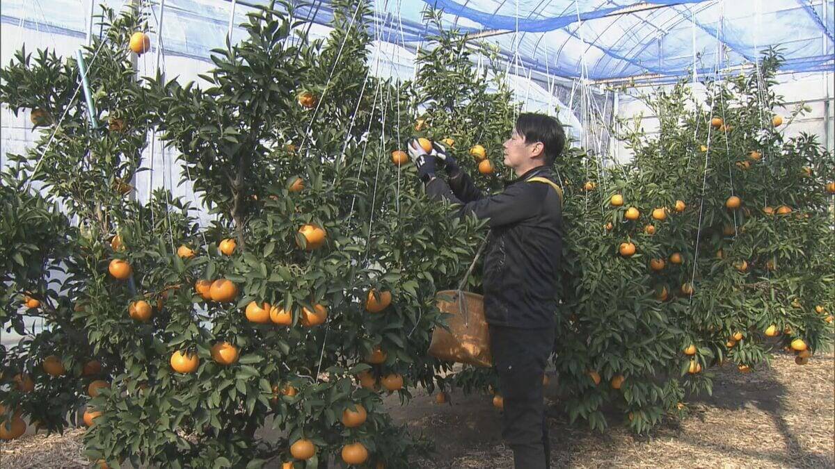 “柑橘の大トロ” せとかの出荷始まる 3キロ5000円以上で販売される高級ミカン ｢果汁たっぷりでジューシー｣ 愛知･蒲郡市