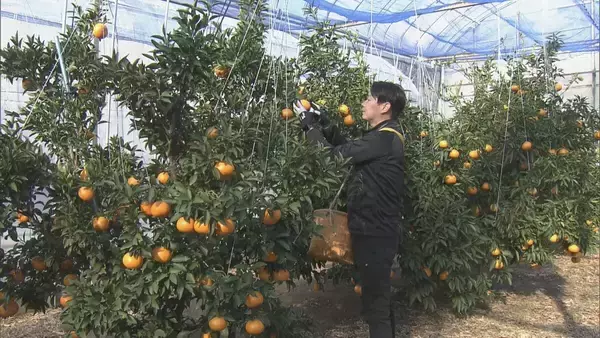 「“柑橘の大トロ” せとかの出荷始まる 3キロ5000円以上で販売される高級ミカン ｢果汁たっぷりでジューシー｣ 愛知･蒲郡市」の画像