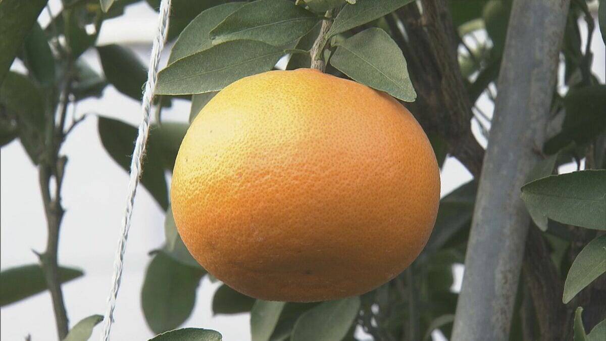 “柑橘の大トロ” せとかの出荷始まる 3キロ5000円以上で販売される高級ミカン ｢果汁たっぷりでジューシー｣ 愛知･蒲郡市