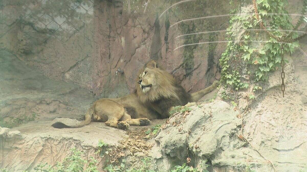 多摩動物園のライオン相次いで死ぬ… 名古屋･東山動物園の対策は？できるだけ日陰を作り…冷房の効いた部屋を出入りできる仕組みに