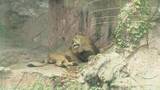「多摩動物園のライオン相次いで死ぬ… 名古屋･東山動物園の対策は？できるだけ日陰を作り…冷房の効いた部屋を出入りできる仕組みに」の画像3