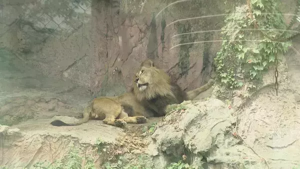 「多摩動物園のライオン相次いで死ぬ… 名古屋･東山動物園の対策は？できるだけ日陰を作り…冷房の効いた部屋を出入りできる仕組みに」の画像