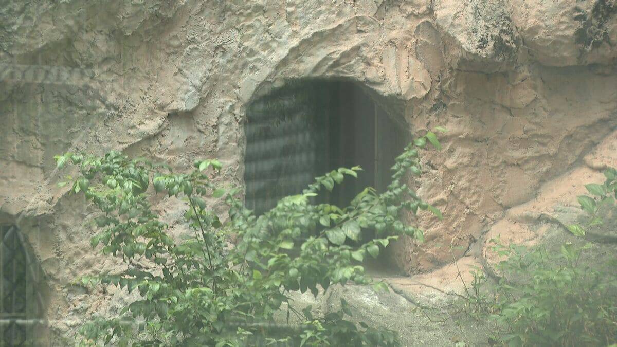 多摩動物園のライオン相次いで死ぬ… 名古屋･東山動物園の対策は？できるだけ日陰を作り…冷房の効いた部屋を出入りできる仕組みに