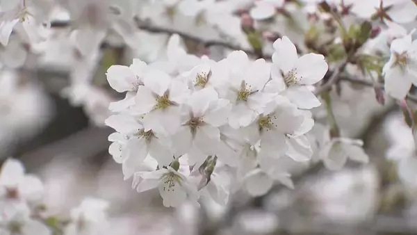 「“桜まつり”で賑わう花見会場 キッチンカーにもイラン情勢の影響が…｢燃料費高騰でメニュー値上げを決断｣ 名古屋の鶴舞公園」の画像