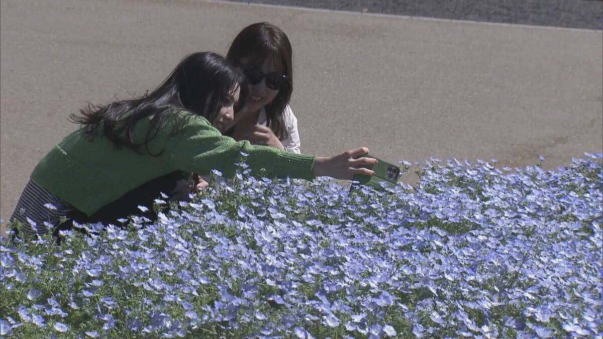 三重・志摩市観光農園でネモフィラが見ごろ 約30万株が咲き青いじゅうたんのよう
