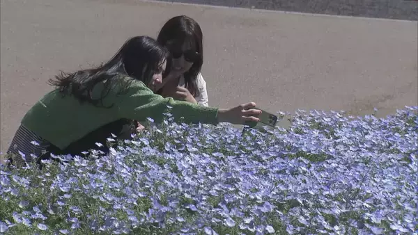 「三重・志摩市観光農園でネモフィラが見ごろ 約30万株が咲き青いじゅうたんのよう」の画像