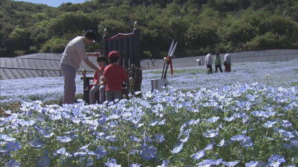 三重・志摩市観光農園でネモフィラが見ごろ 約30万株が咲き青いじゅうたんのよう