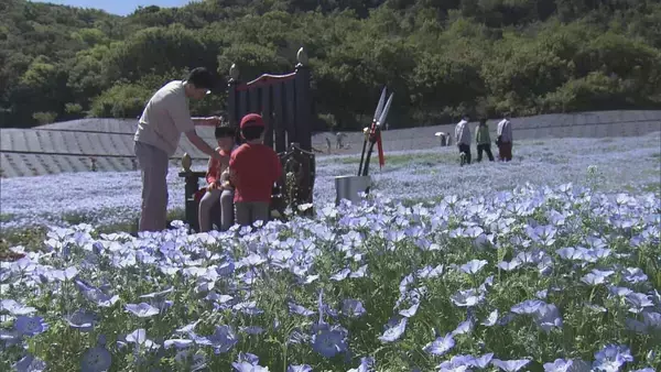 「三重・志摩市観光農園でネモフィラが見ごろ 約30万株が咲き青いじゅうたんのよう」の画像