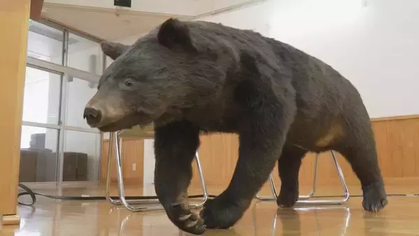 「外国人観光客がクマに襲われて負傷… 地元の学校でクマの勉強会 ｢自分の身を自分で守れるような人に｣ 岐阜･白川村」の画像