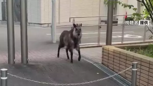 ニホンカモシカか　名古屋大学キャンパスで目撃　22日から名古屋市内で目撃相次ぐ