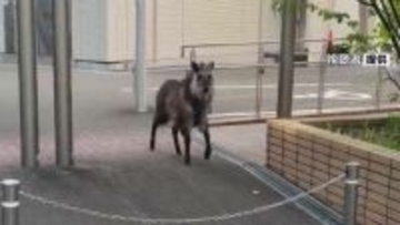 ニホンカモシカか　名古屋大学キャンパスで目撃　22日から名古屋市内で目撃相次ぐ