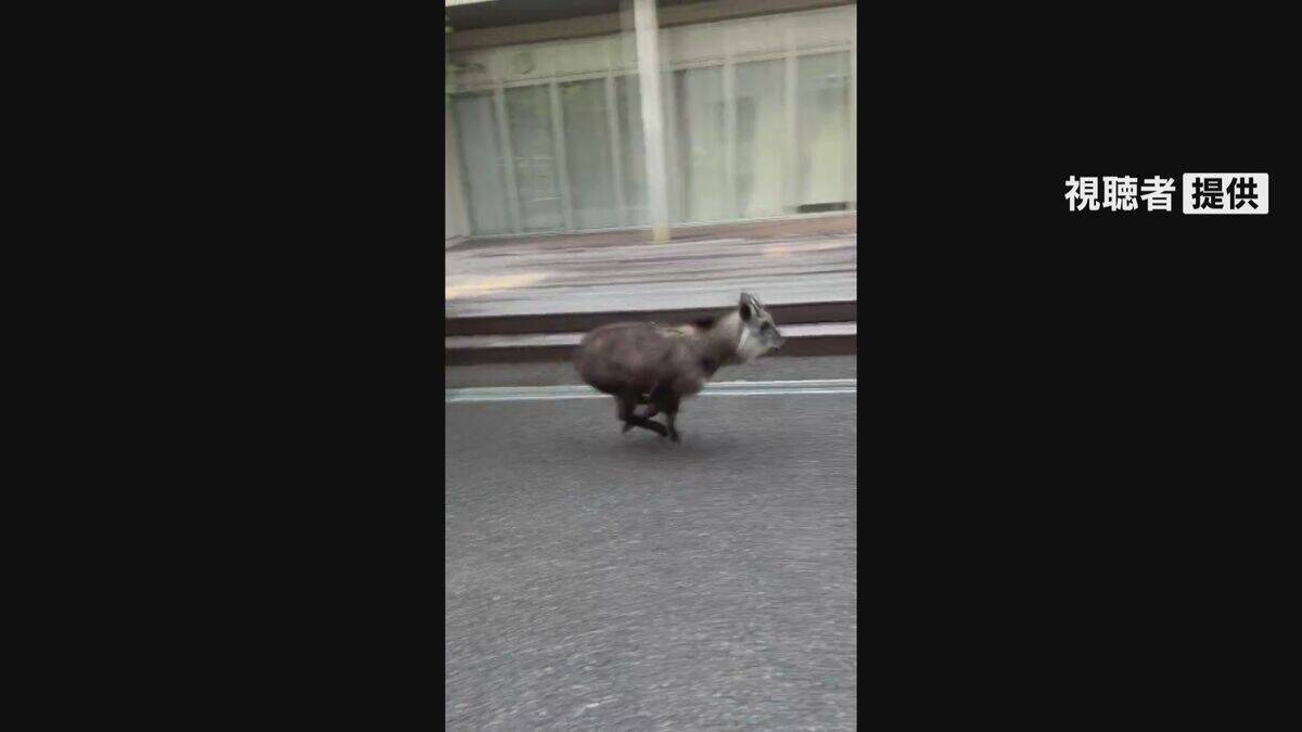 ニホンカモシカか　名古屋大学キャンパスで目撃　22日から名古屋市内で目撃相次ぐ