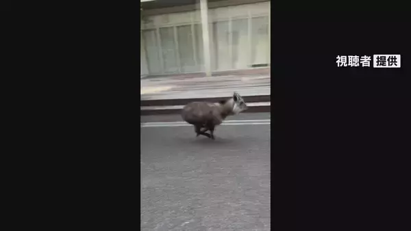 「ニホンカモシカか　名古屋大学キャンパスで目撃　22日から名古屋市内で目撃相次ぐ」の画像