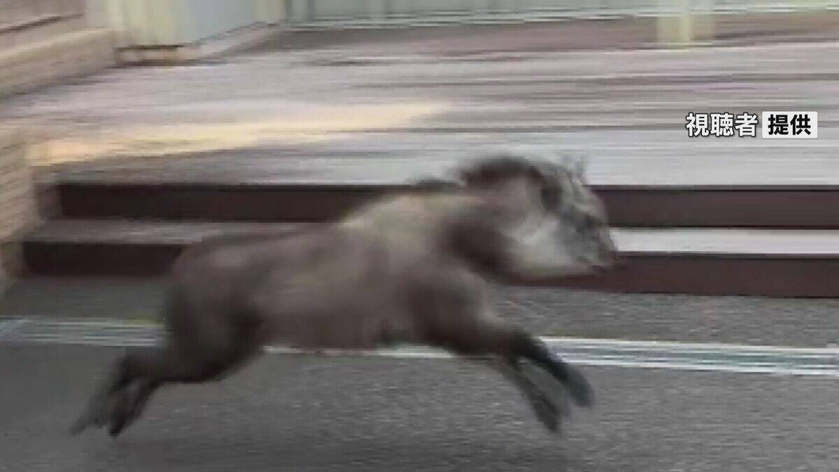 ニホンカモシカか　名古屋大学キャンパスで目撃　22日から名古屋市内で目撃相次ぐ