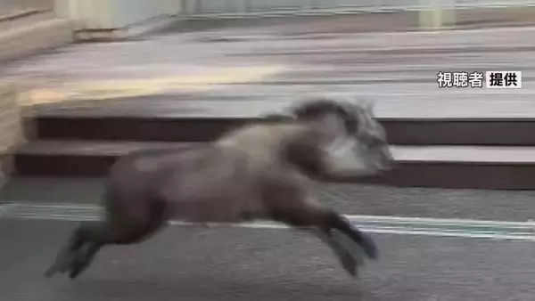 「ニホンカモシカか　名古屋大学キャンパスで目撃　22日から名古屋市内で目撃相次ぐ」の画像