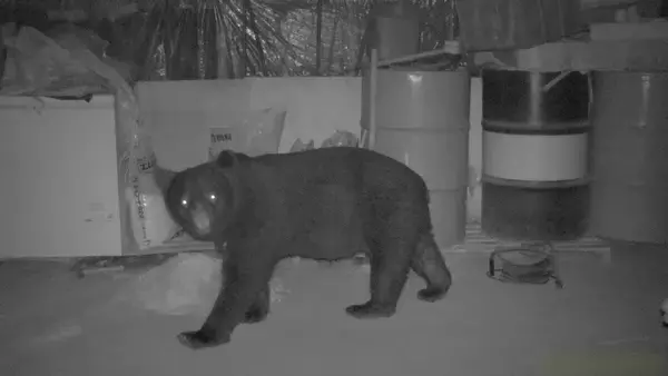 子グマも人里で“学習”している… 相次ぐクマの目撃情報 遭遇リスク減らすには？ 専門家｢正しく知って対策を｣