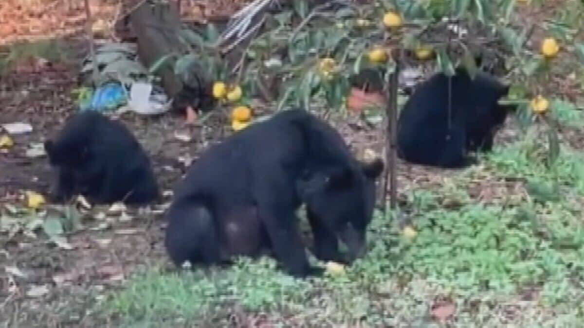 子グマも人里で“学習”している… 相次ぐクマの目撃情報 遭遇リスク減らすには？ 専門家｢正しく知って対策を｣