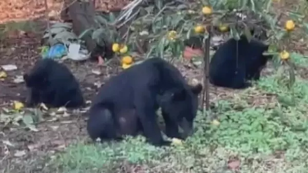 「子グマも人里で“学習”している… 相次ぐクマの目撃情報 遭遇リスク減らすには？ 専門家｢正しく知って対策を｣」の画像