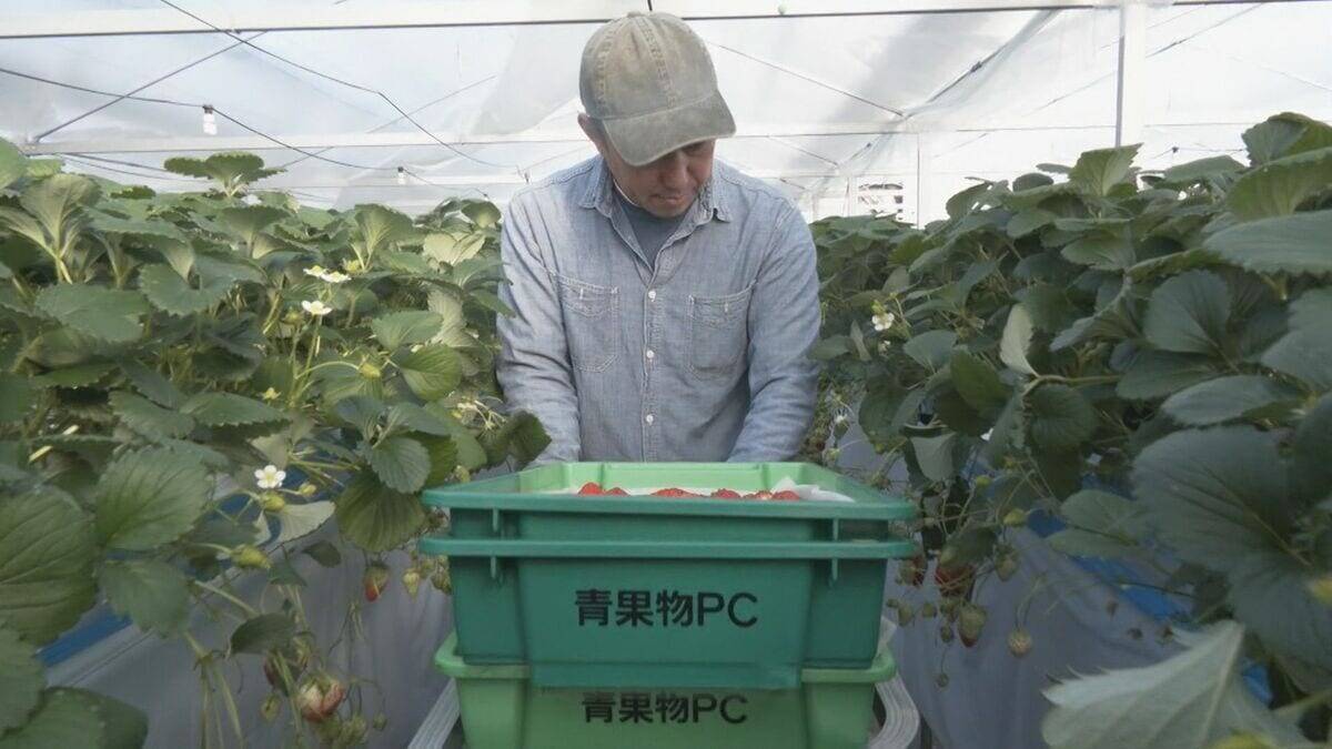 通常の3~4倍の大きさに 愛知県内有数のイチゴの産地 岡崎市で育った"でかほっぺ"の出荷スタート 大手スーパーなどで1個400円前後で販売