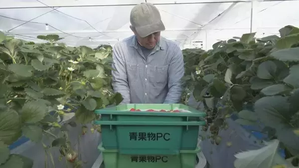 「通常の3~4倍の大きさに 愛知県内有数のイチゴの産地 岡崎市で育った"でかほっぺ"の出荷スタート 大手スーパーなどで1個400円前後で販売」の画像