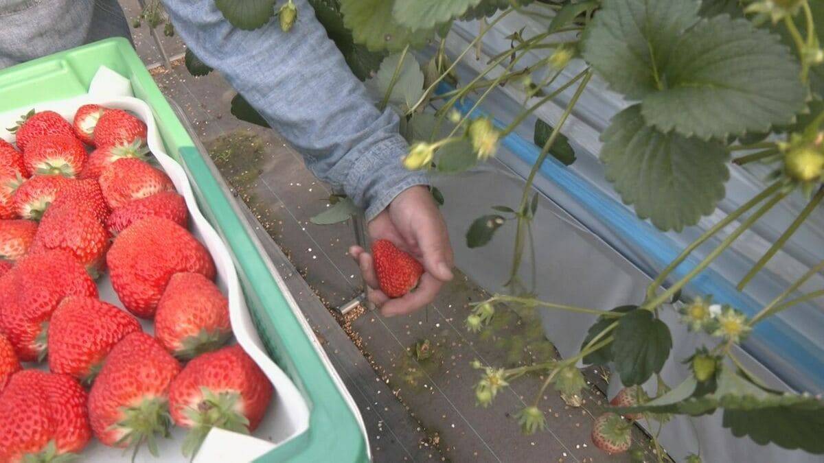 通常の3~4倍の大きさに 愛知県内有数のイチゴの産地 岡崎市で育った"でかほっぺ"の出荷スタート 大手スーパーなどで1個400円前後で販売