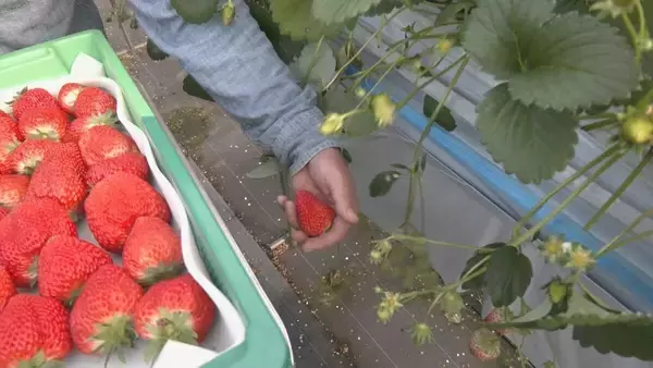 「通常の3~4倍の大きさに 愛知県内有数のイチゴの産地 岡崎市で育った"でかほっぺ"の出荷スタート 大手スーパーなどで1個400円前後で販売」の画像