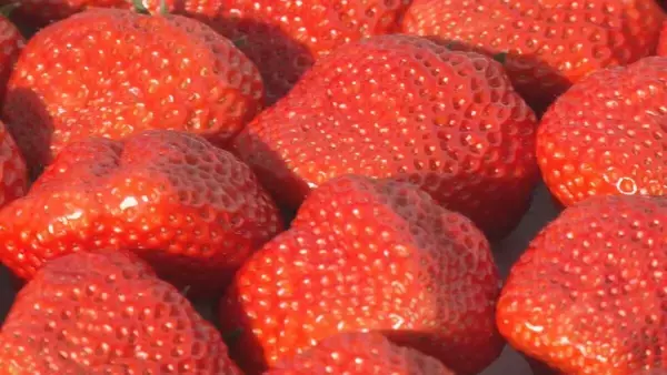 「通常の3~4倍の大きさに 愛知県内有数のイチゴの産地 岡崎市で育った"でかほっぺ"の出荷スタート 大手スーパーなどで1個400円前後で販売」の画像
